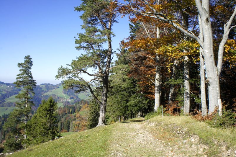 Herbstwald