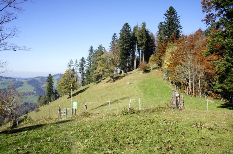 Über Weiden aufwärts