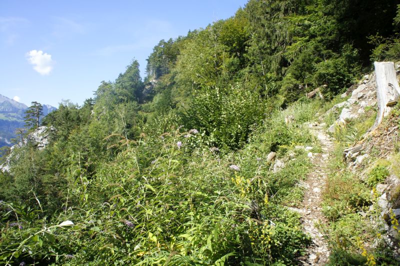Der Waldstätterweg