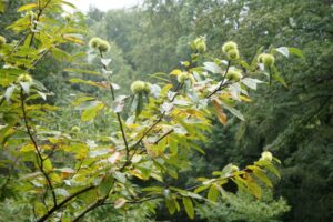 Chestene